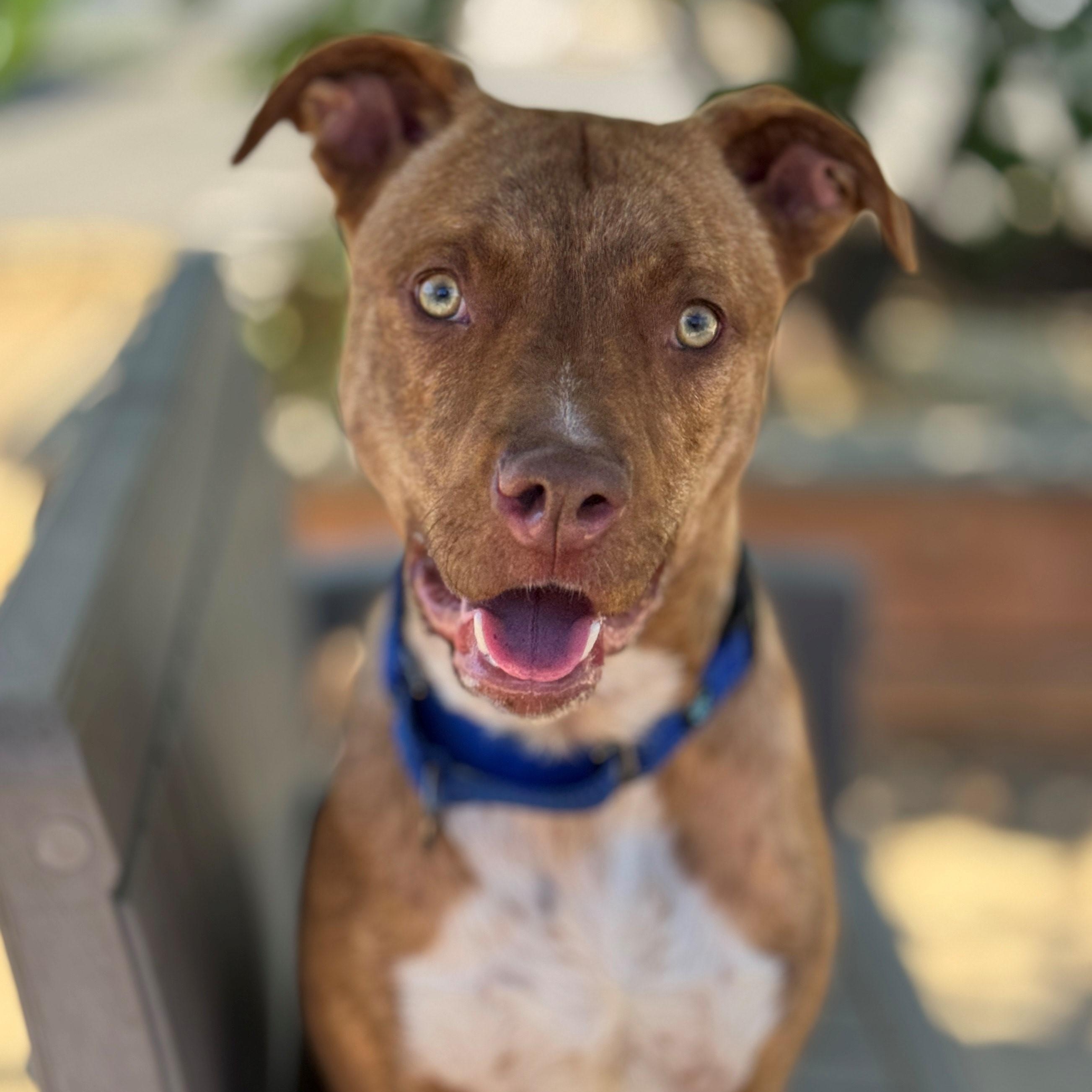 Colt, an adoptable Pit Bull Terrier in Phoenix, OR, 97535 | Photo Image 5