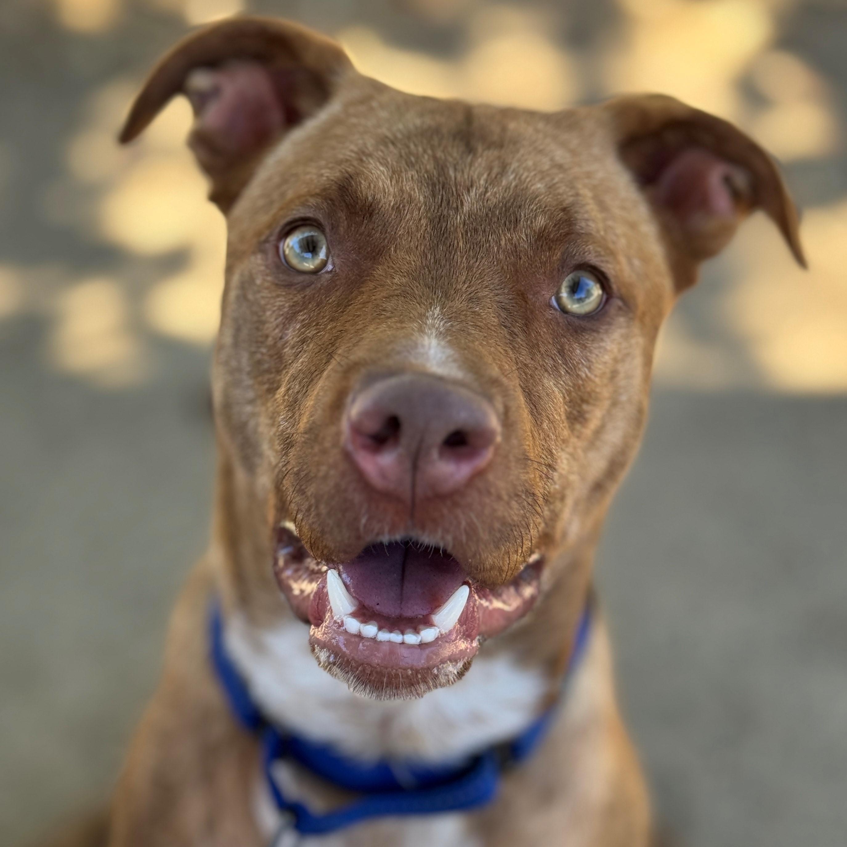Colt, an adoptable Pit Bull Terrier in Phoenix, OR, 97535 | Photo Image 3