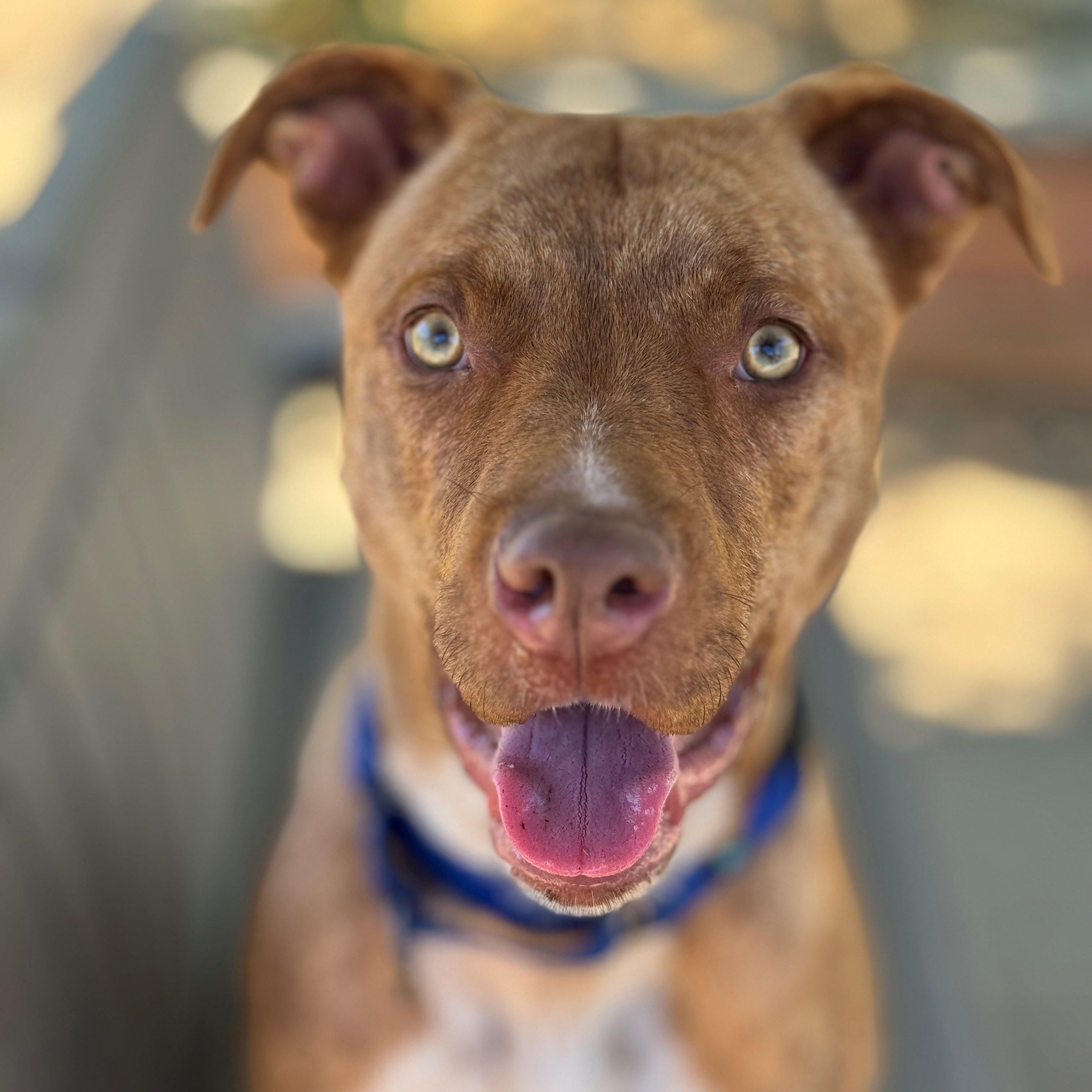 Colt, an adoptable Pit Bull Terrier in Phoenix, OR, 97535 | Photo Image 2