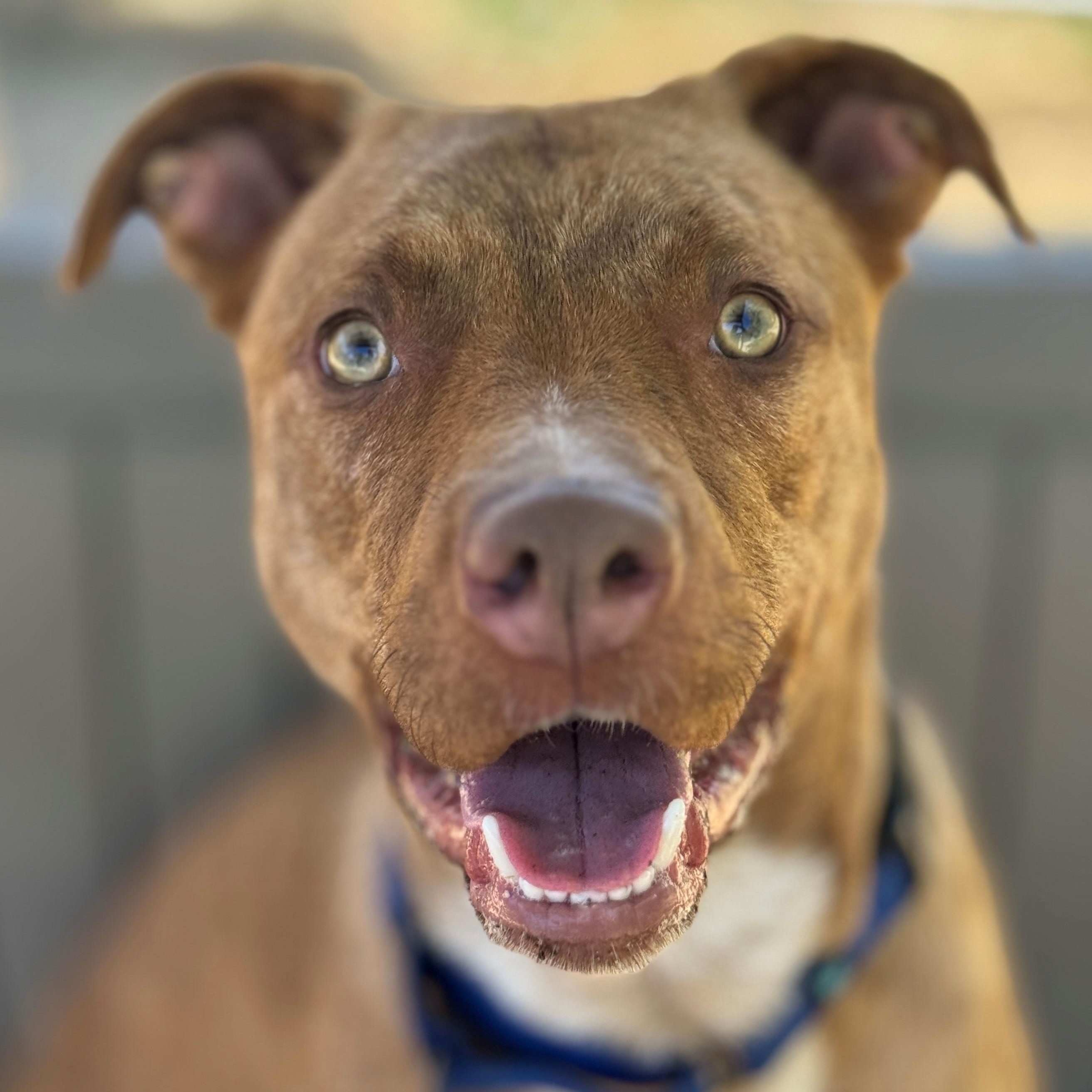 Colt, an adoptable Pit Bull Terrier in Phoenix, OR, 97535 | Photo Image 1