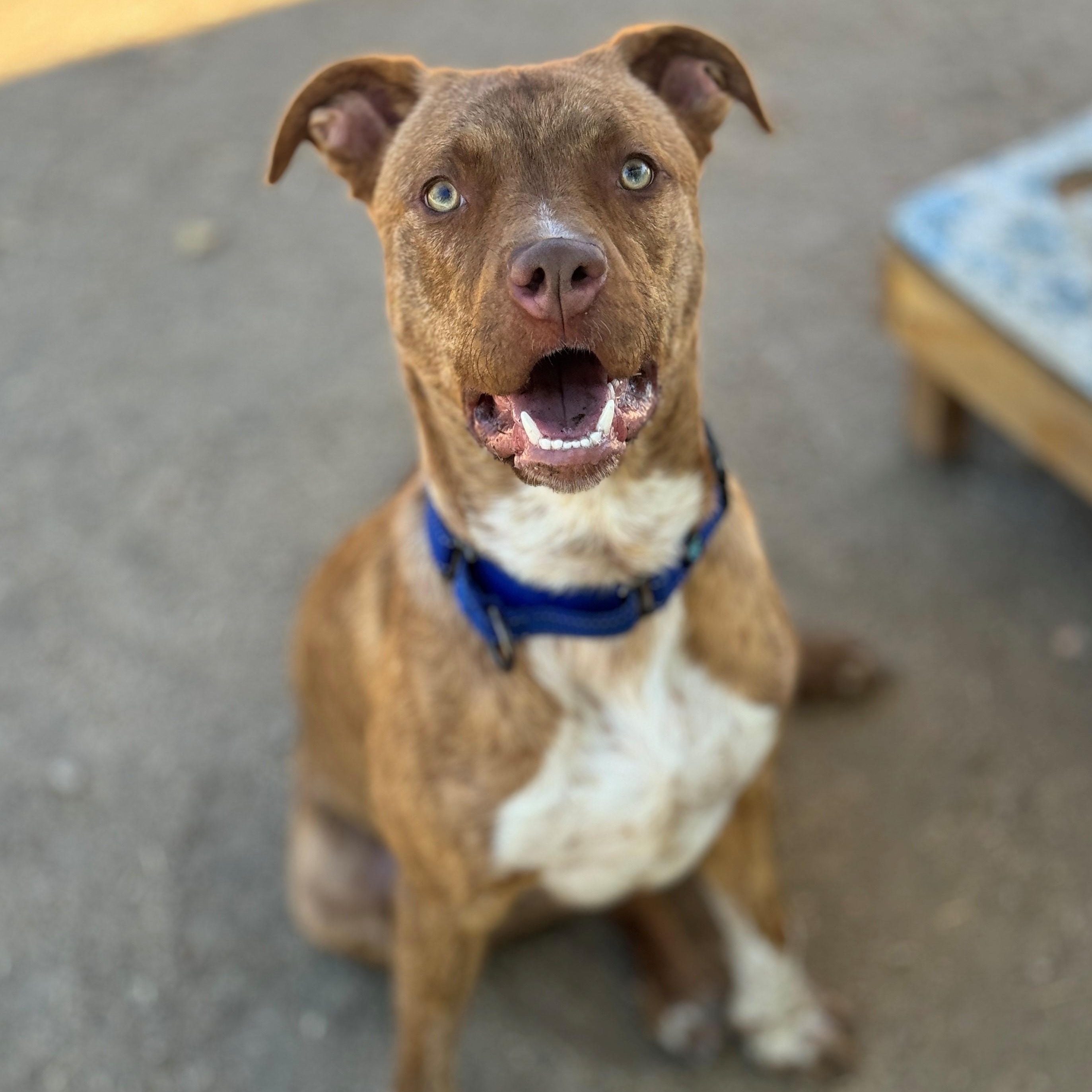 Colt, an adoptable Pit Bull Terrier in Phoenix, OR, 97535 | Photo Image 4