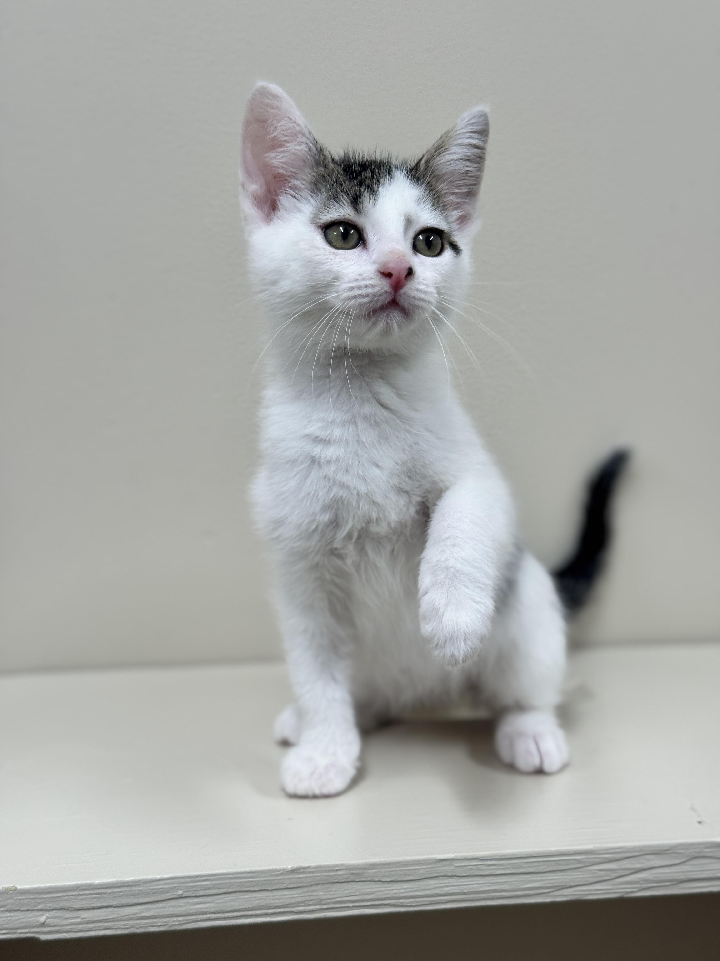 Ridge, an adoptable Domestic Short Hair in Hackensack, MN, 56452 | Photo Image 3