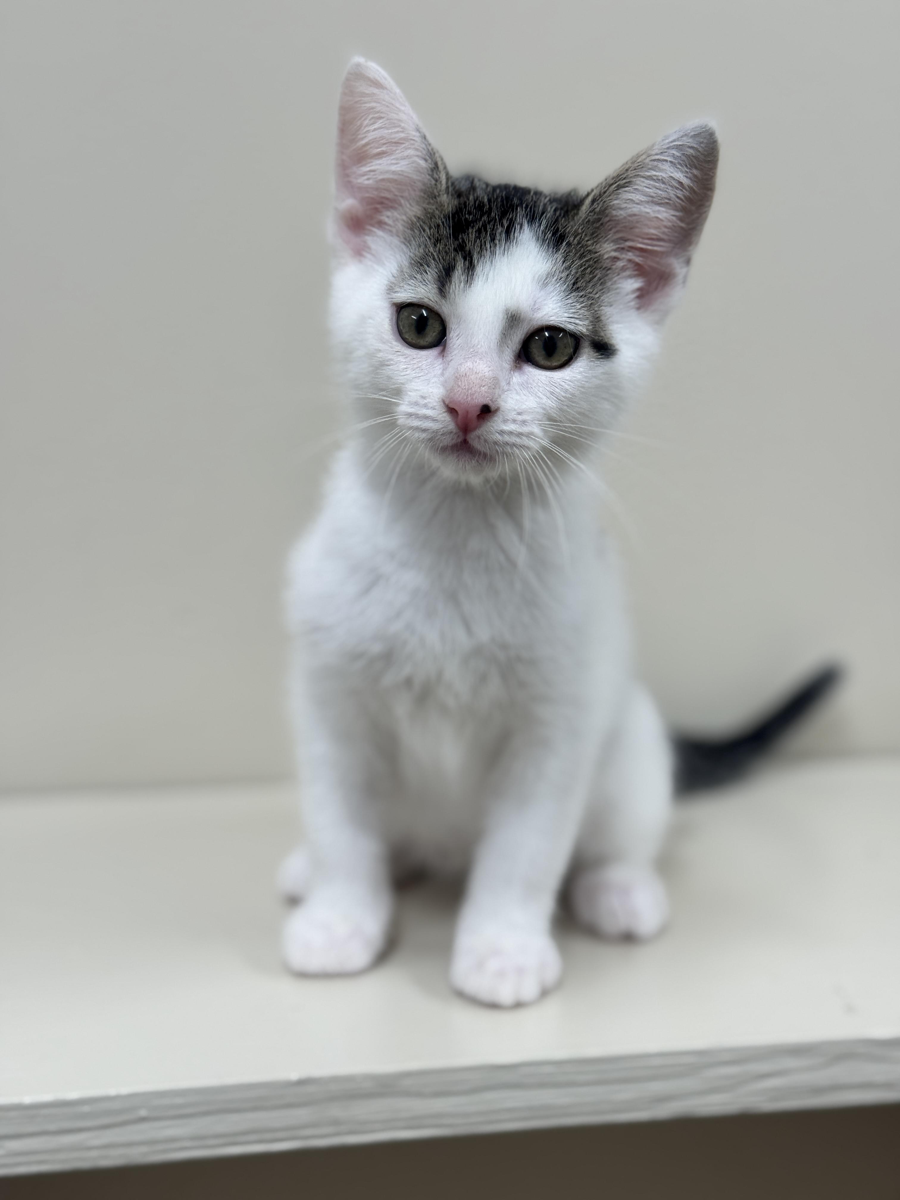 Ridge, an adoptable Domestic Short Hair in Hackensack, MN, 56452 | Photo Image 1