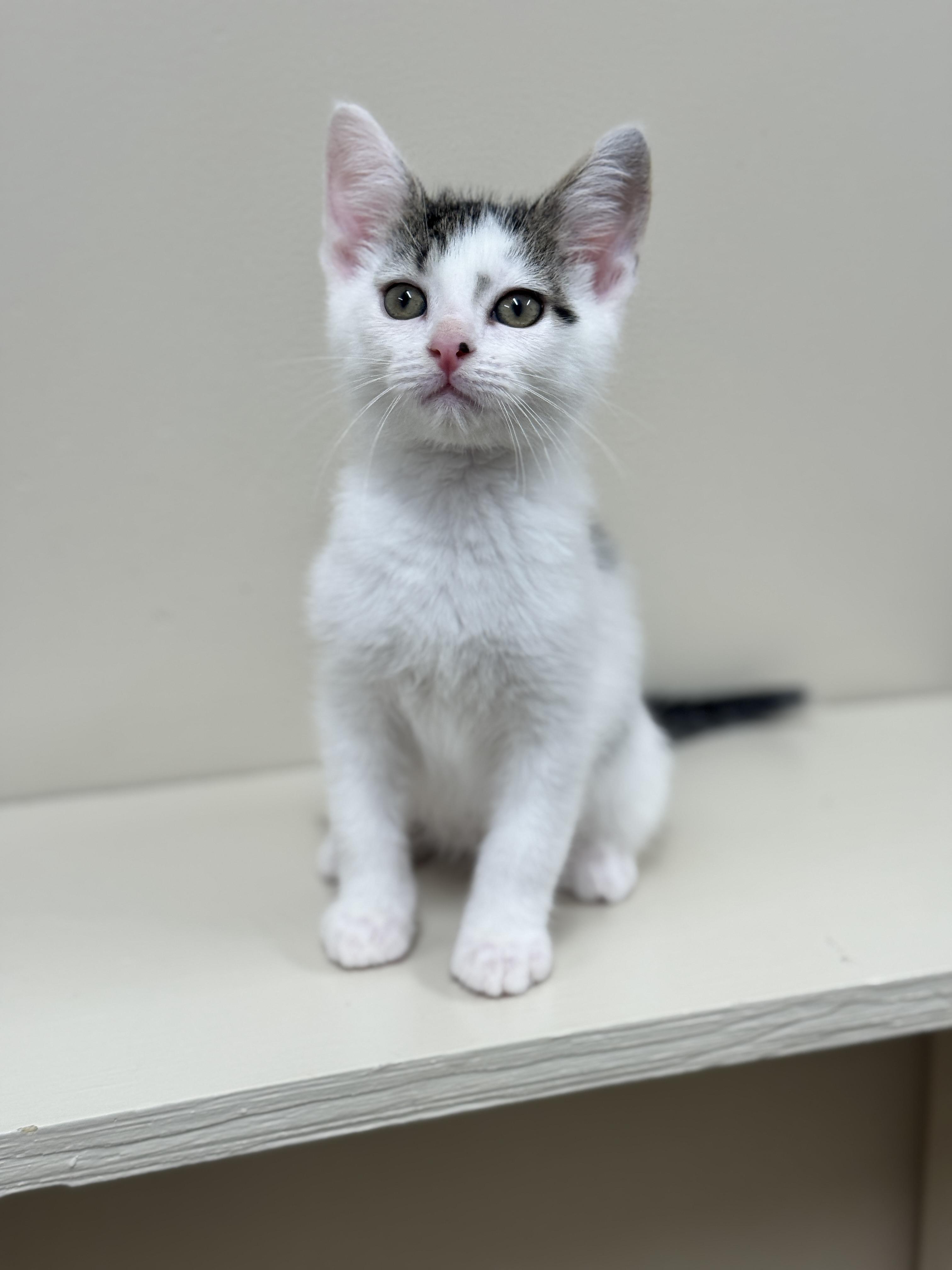 Ridge, an adoptable Domestic Short Hair in Hackensack, MN, 56452 | Photo Image 2