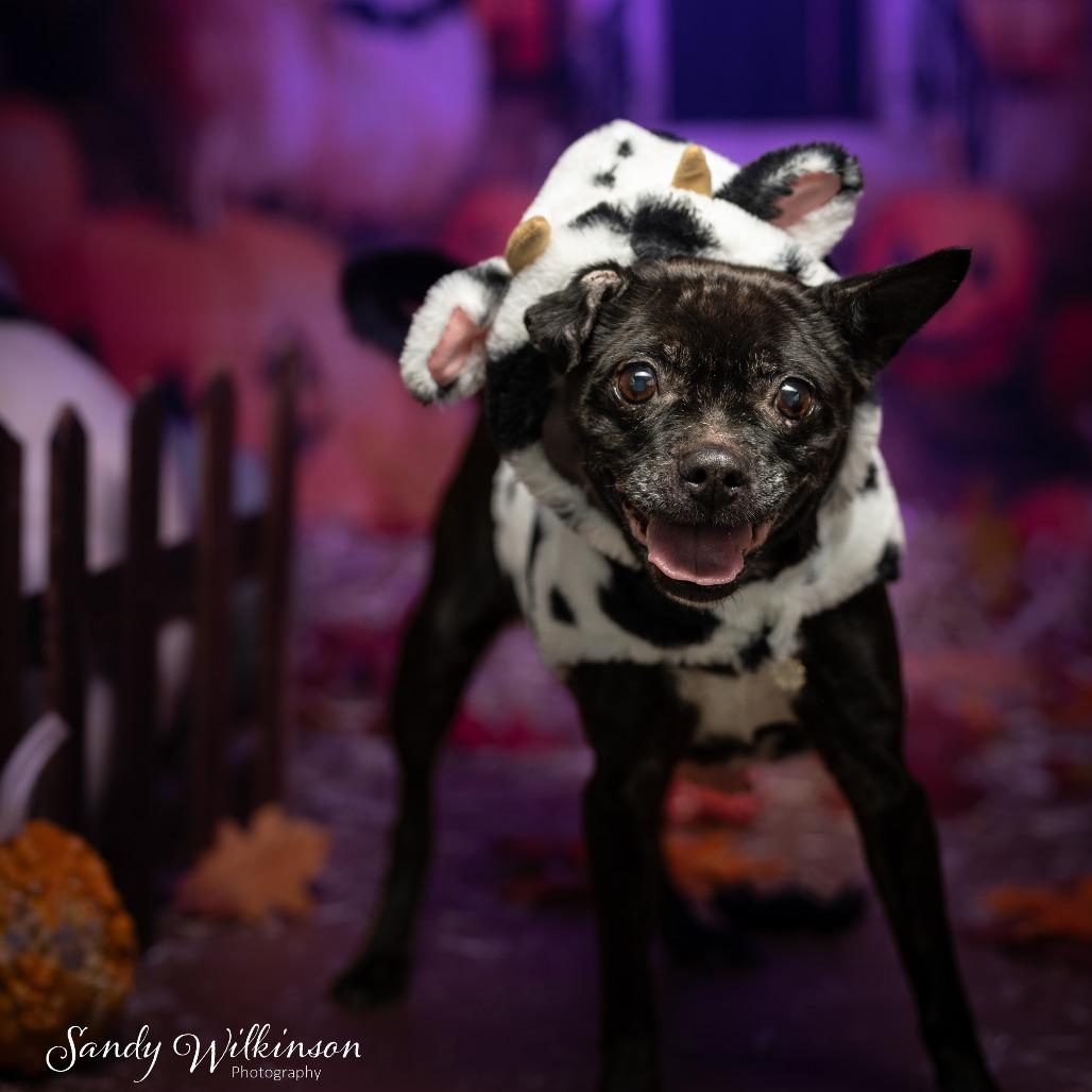 Enlarge Onyx, a Adoptable mixed breed in Tipton, IN image 1/6
