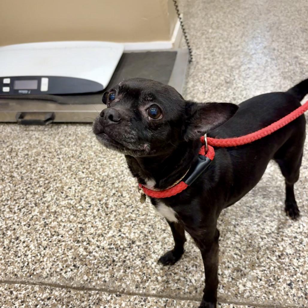 Enlarge Onyx, a Adoptable mixed breed in Tipton, IN image 3/6