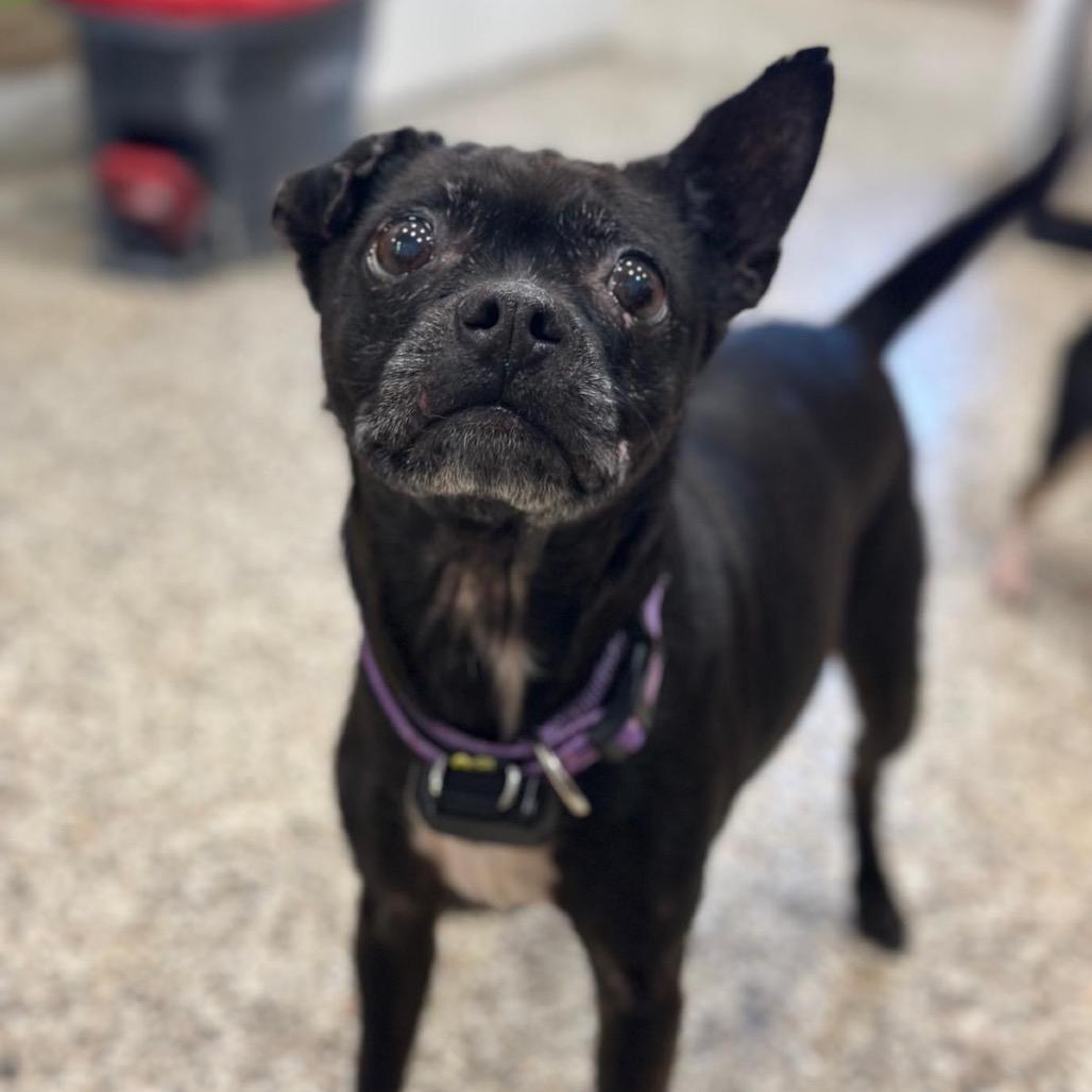 Enlarge Onyx, a Adoptable mixed breed in Tipton, IN image 4/6