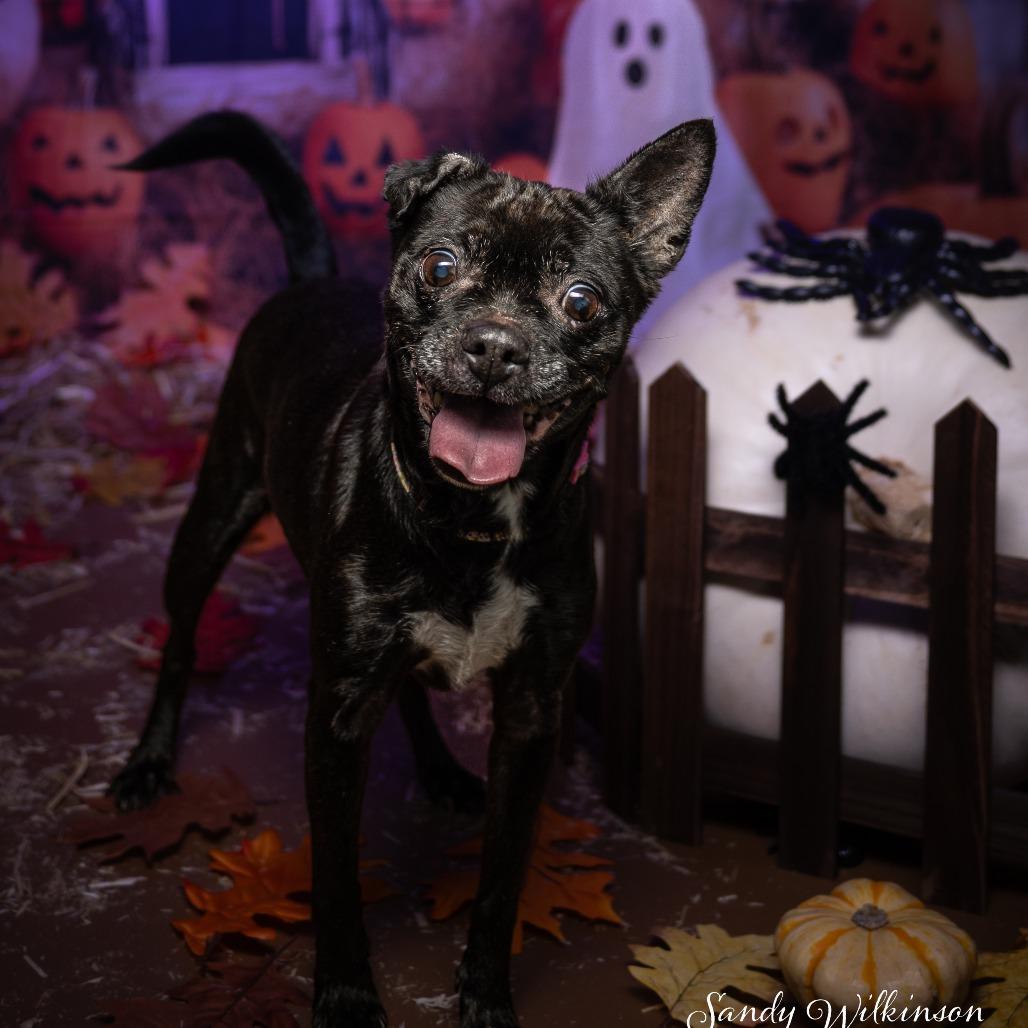 Enlarge Onyx, a Adoptable mixed breed in Tipton, IN image 5/6