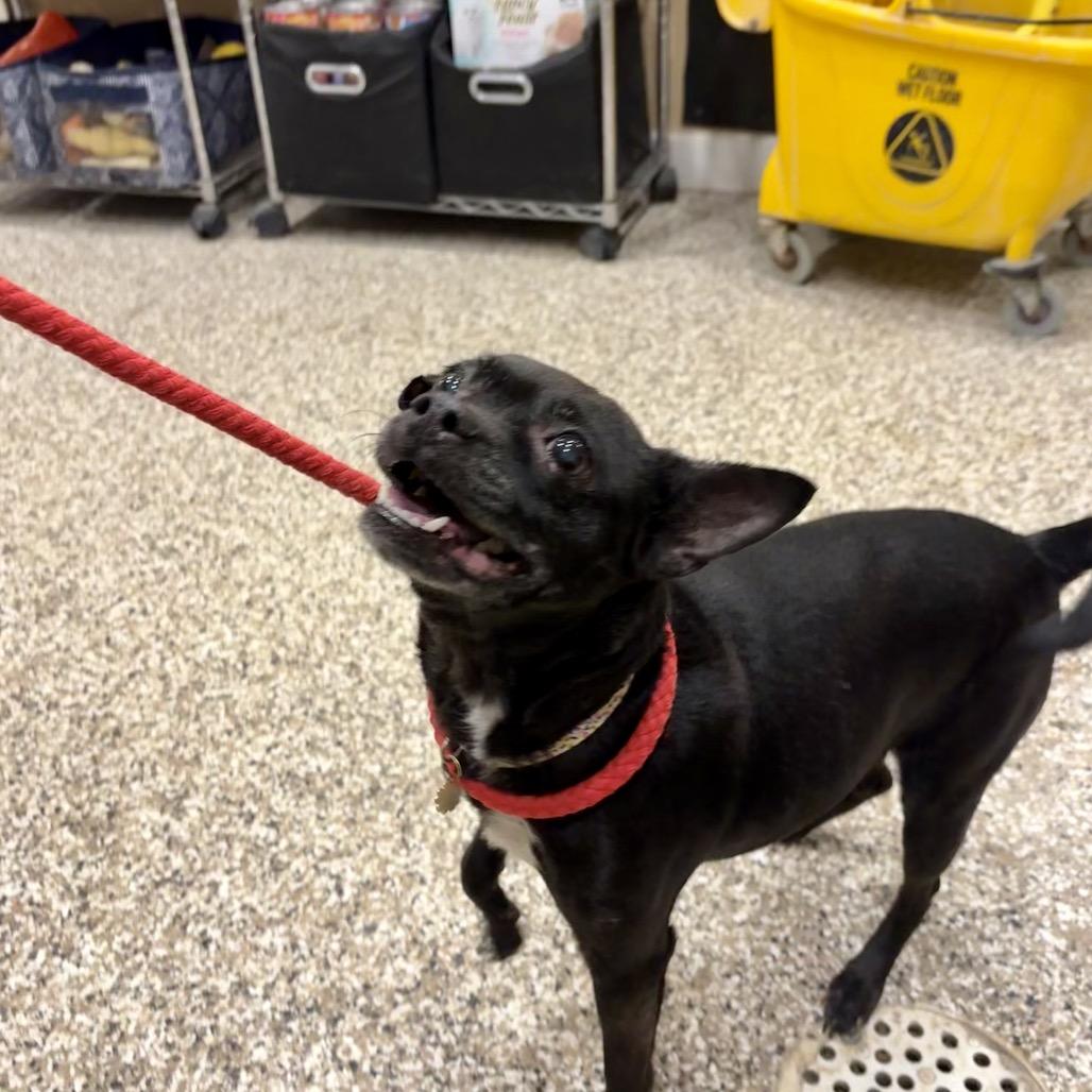 Enlarge Onyx, a Adoptable mixed breed in Tipton, IN image 6/6