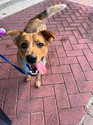 Grover, Adoptable, Adult Male Cattle Dog & Mixed Breed.