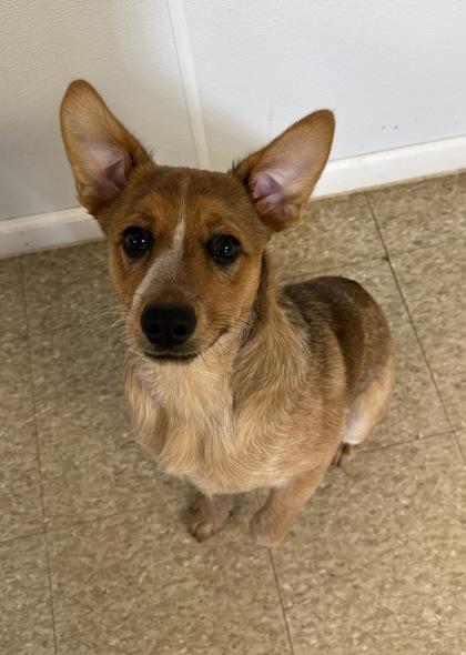 Enlarge Grover, a Adoptable mixed breed in St. Anne, IL image 2/2