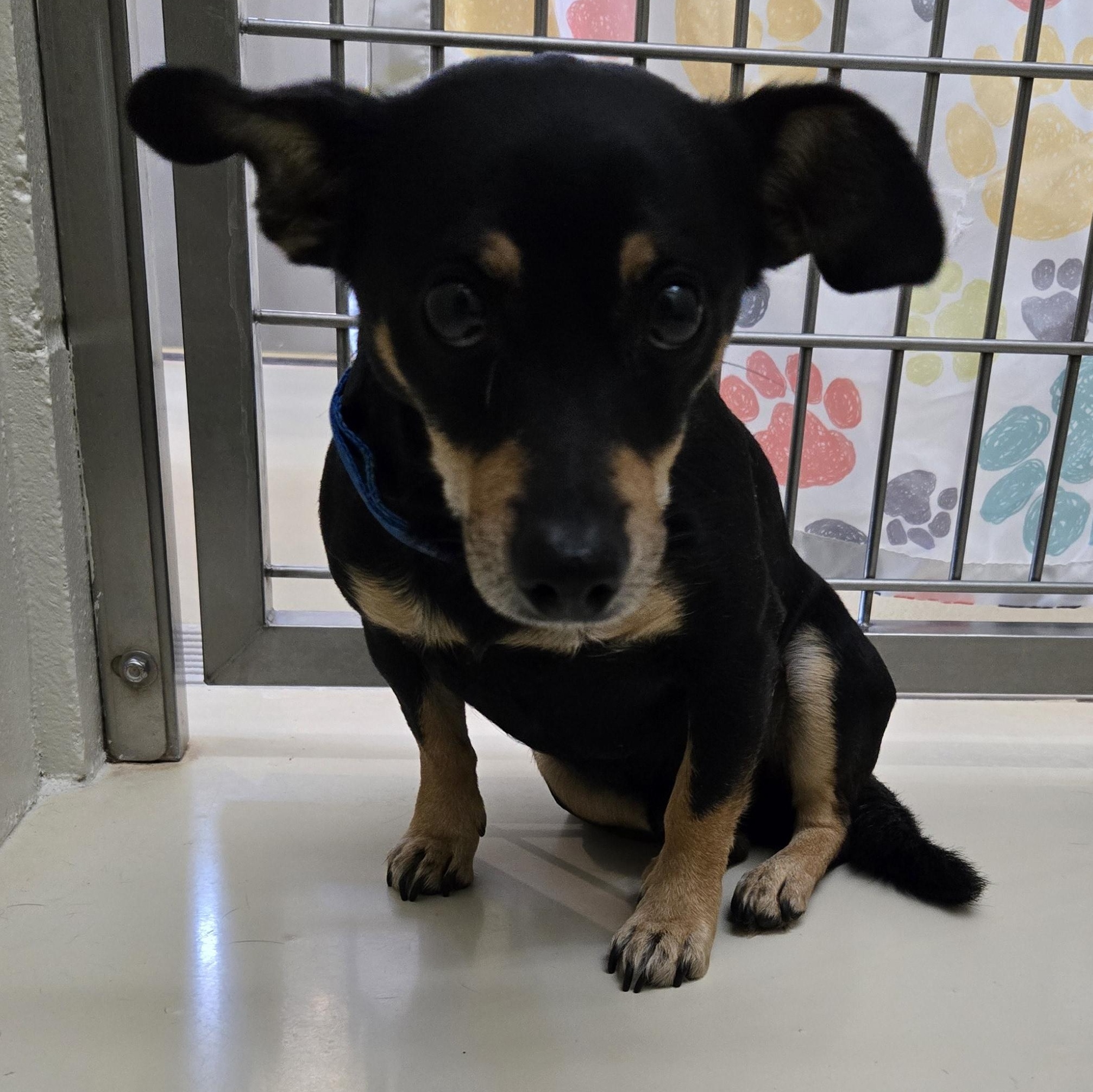 Enlarge Tater, an adopted mixed breed in Black River Falls, WI image 1/1