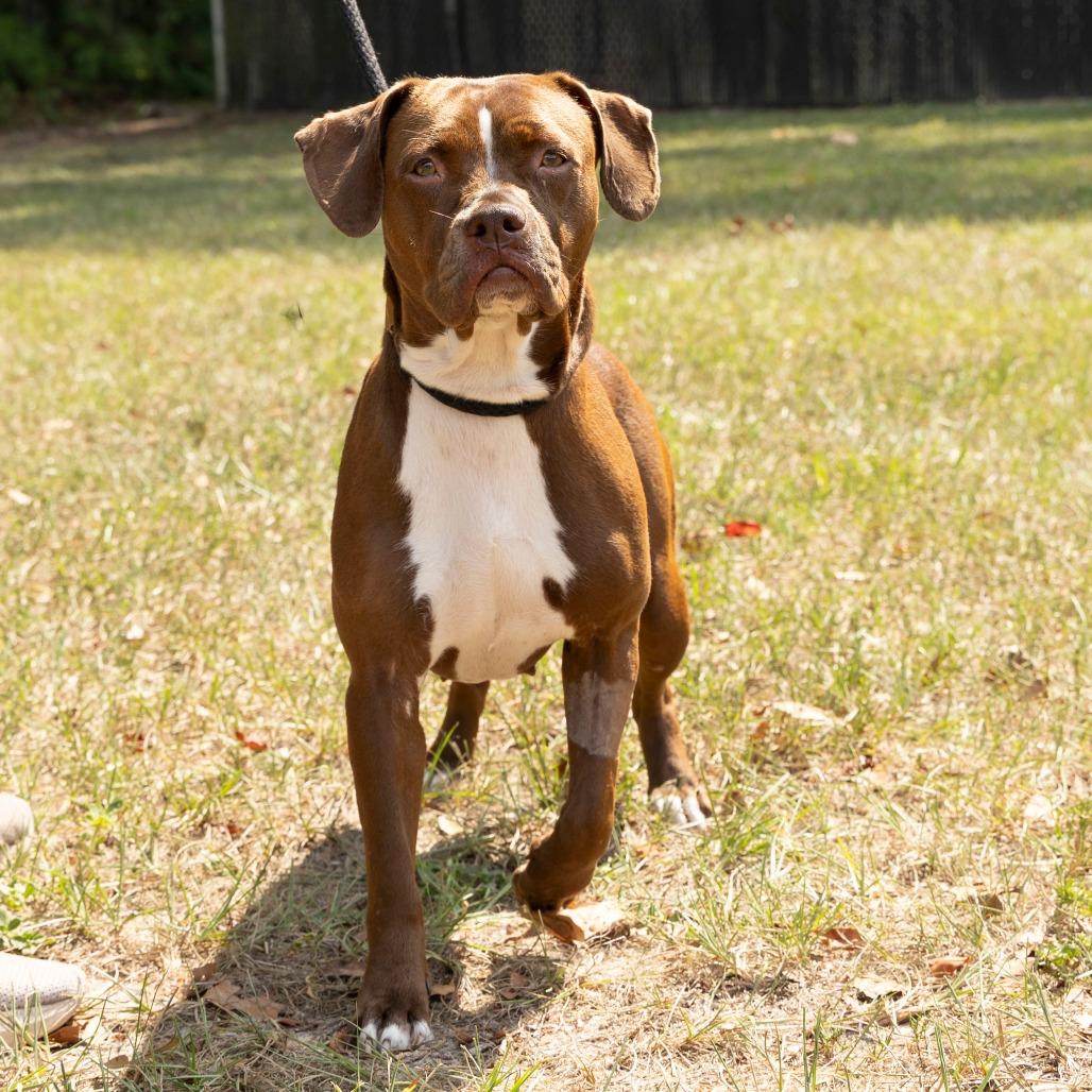 Snickerdoodle, a Adoptable Mixed Breed in Gainesville, FL image 2/4