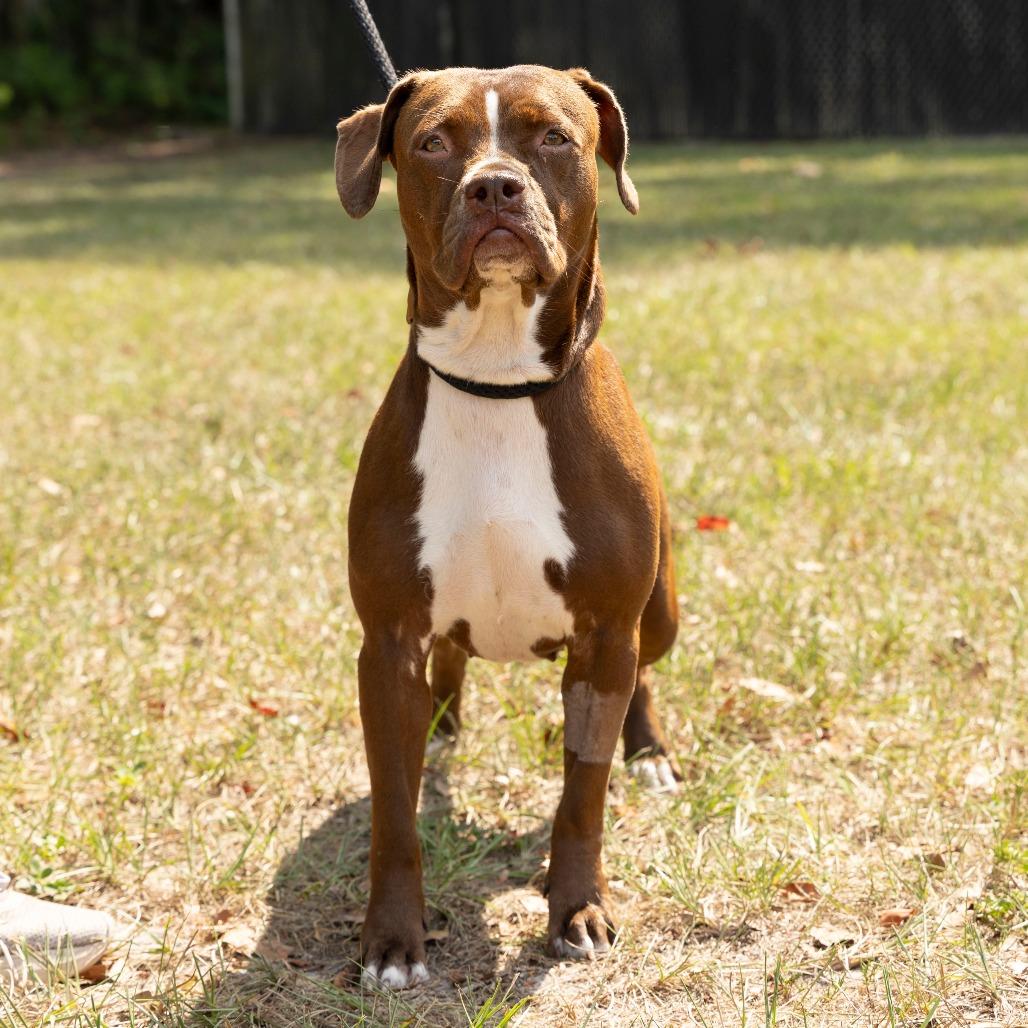 Snickerdoodle, a Adoptable Mixed Breed in Gainesville, FL image 3/4