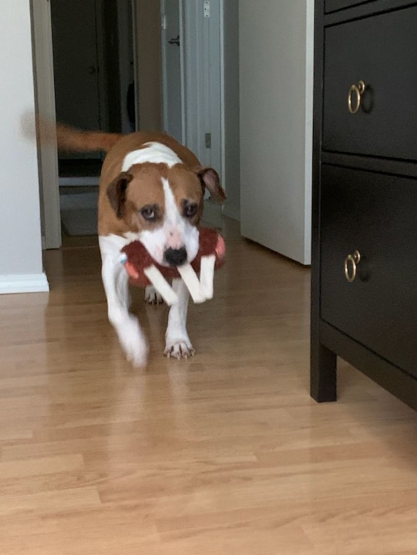 Arizona, Adoptable, Senior Female Boxer & Pit Bull Terrier.