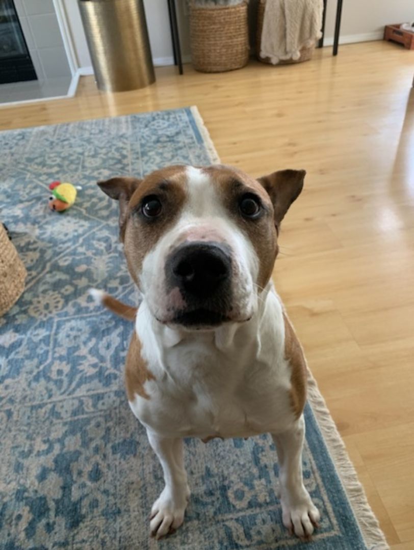 Arizona, a Adoptable mixed breed in Buckley, WA image 2/8