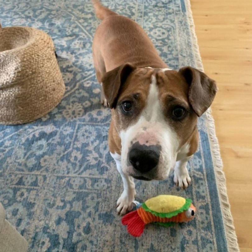 Arizona, a Adoptable mixed breed in Buckley, WA image 3/8