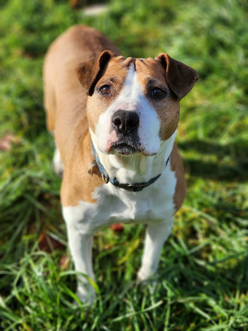 Arizona, a Adoptable mixed breed in Buckley, WA image 4/8
