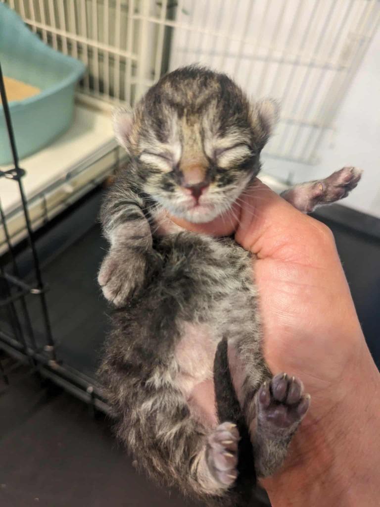 Enlarge Archie (August Kitten 2), a Adoptable mixed breed in Richmond, BC image 1/1