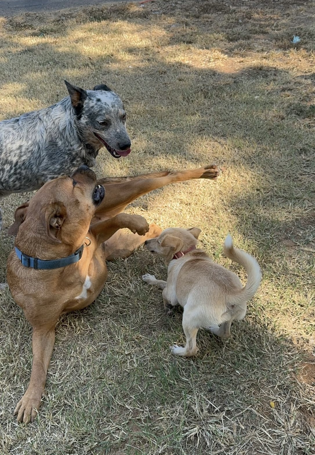 JoJo, a Adoptable mixed breed in Pelham, NH image 4/6