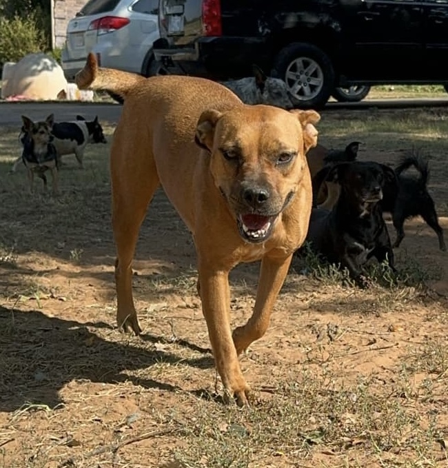 JoJo, a Adoptable mixed breed in Pelham, NH image 2/6