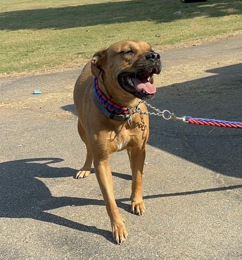 JoJo, a Adoptable mixed breed in Pelham, NH image 3/6