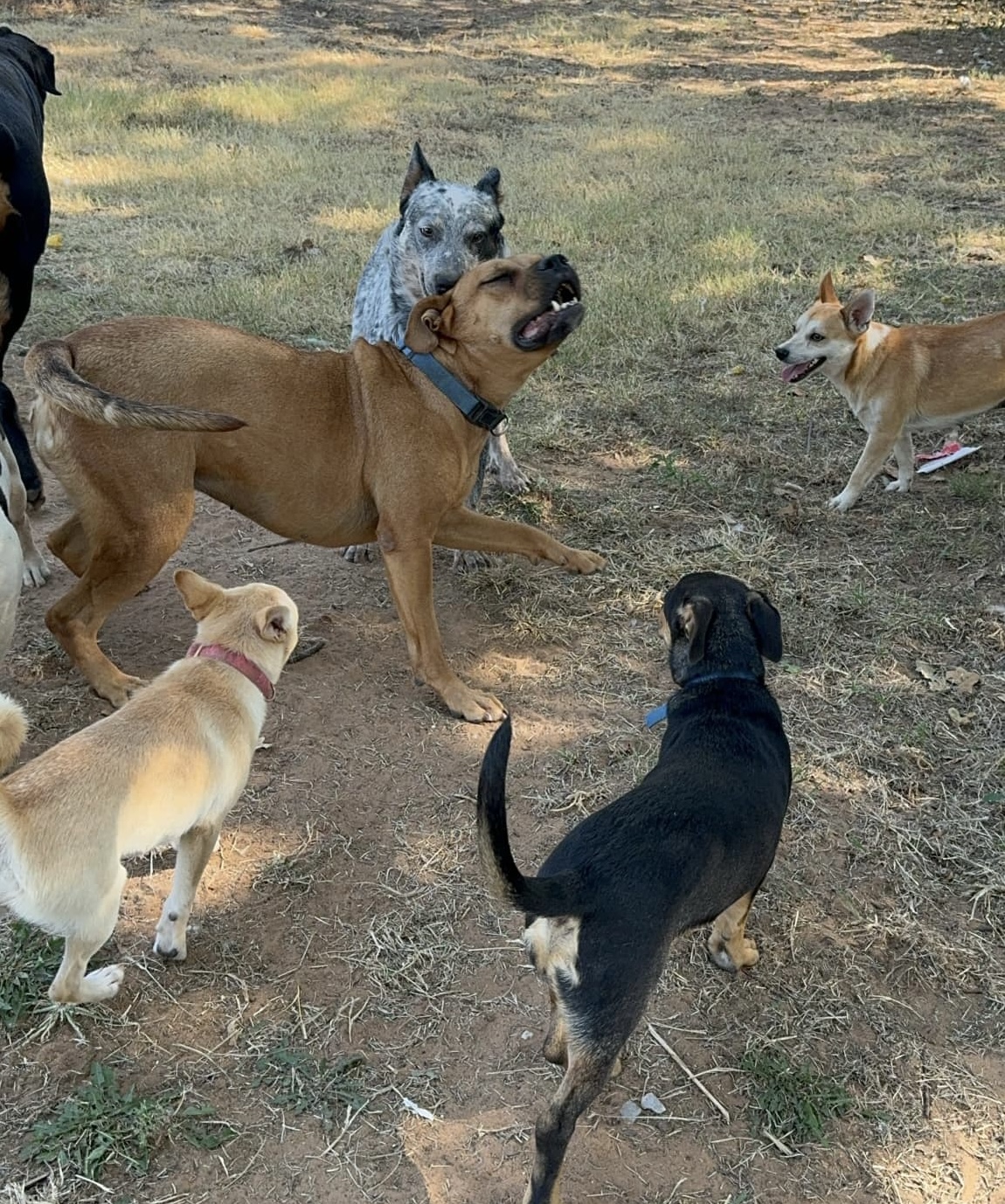 JoJo, a Adoptable mixed breed in Pelham, NH image 5/6