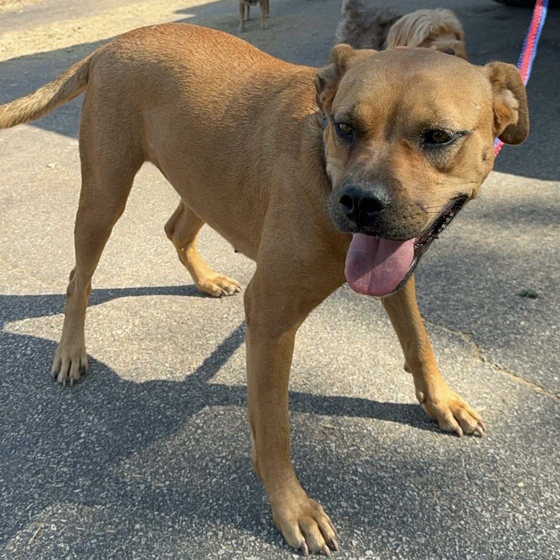 JoJo, Adult Female Pit Bull Terrier
