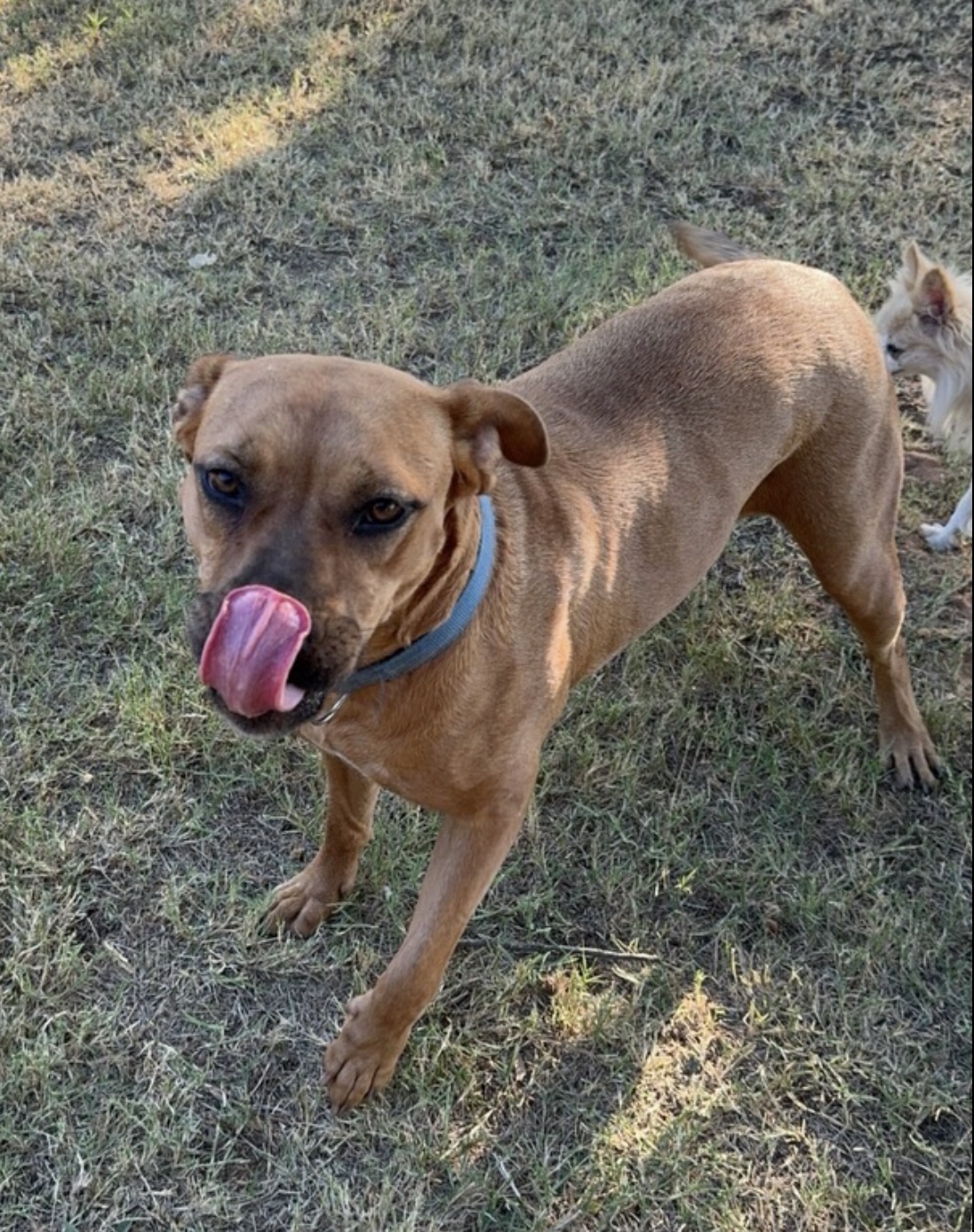 JoJo, a Adoptable mixed breed in Pelham, NH image 6/6