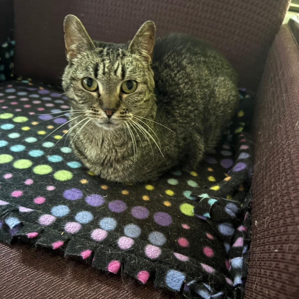 Enlarge Autumn, a Adoptable Domestic Short Hair in Portage, MI image 1/4