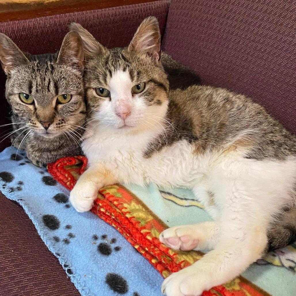 Enlarge Autumn, a Adoptable Domestic Short Hair in Portage, MI image 2/4