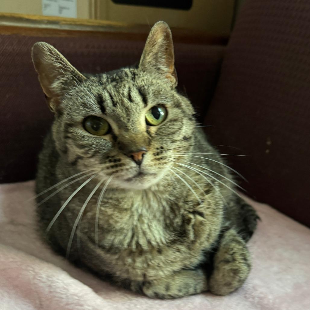 Enlarge Autumn, a Adoptable Domestic Short Hair in Portage, MI image 3/4