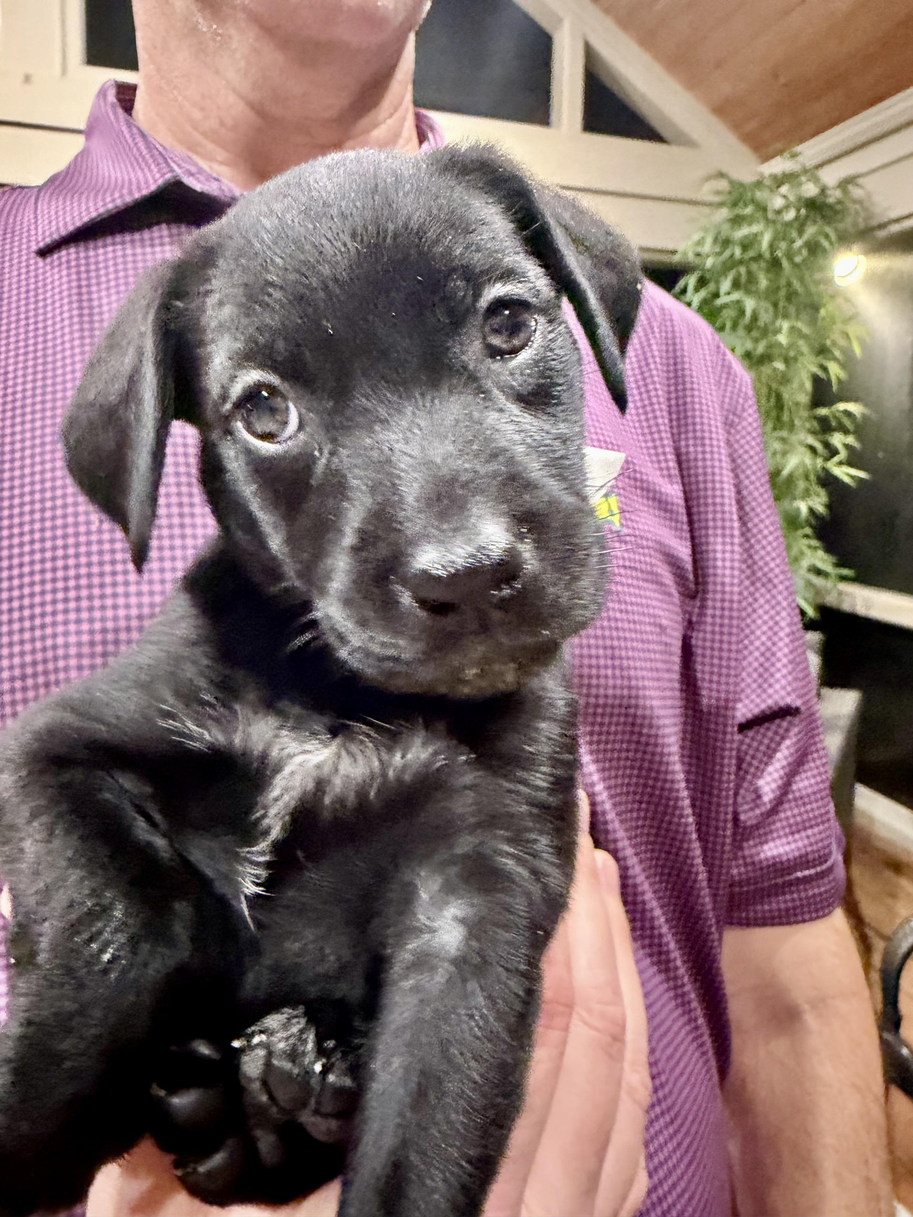 Kylie, an adopted Black Labrador Retriever in Memphis , TN image 2/3