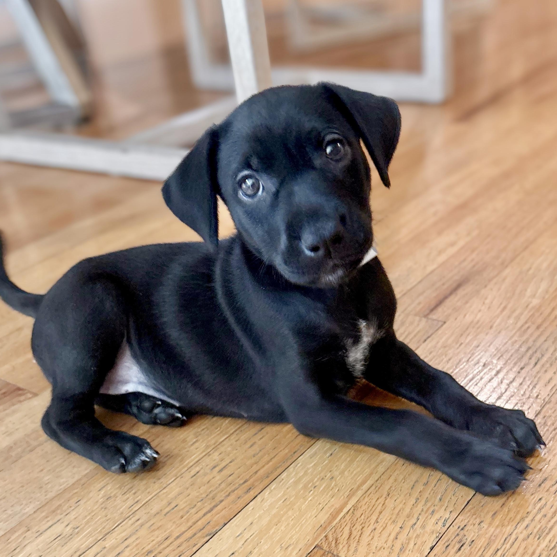 Kylie, adopted, Puppy Female Black Labrador Retriever.