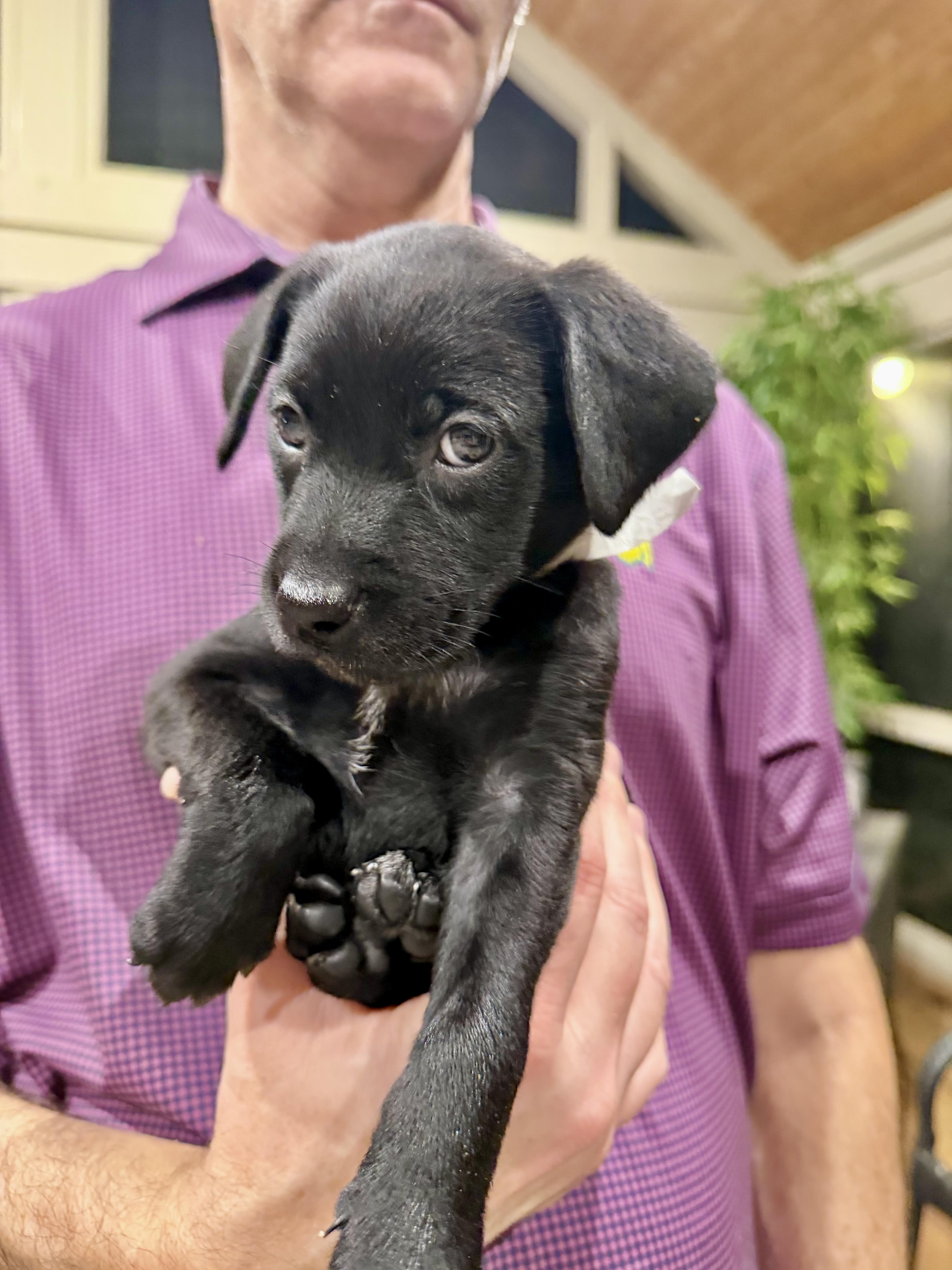 Kylie, an adopted Black Labrador Retriever in Memphis , TN image 3/3