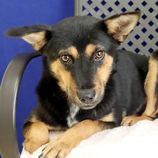 Patches, Adoptable, Young Female German Shepherd Dog.