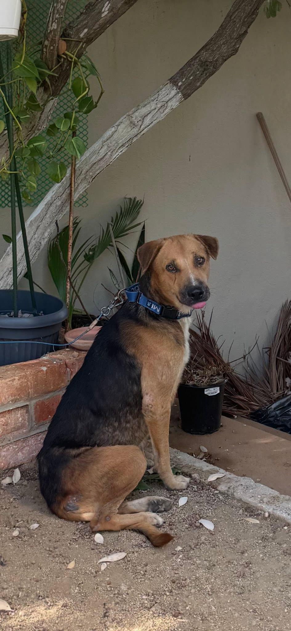 Enlarge Martino from Aruba, a Adoptable mixed breed in Elgin, IL image 3/4