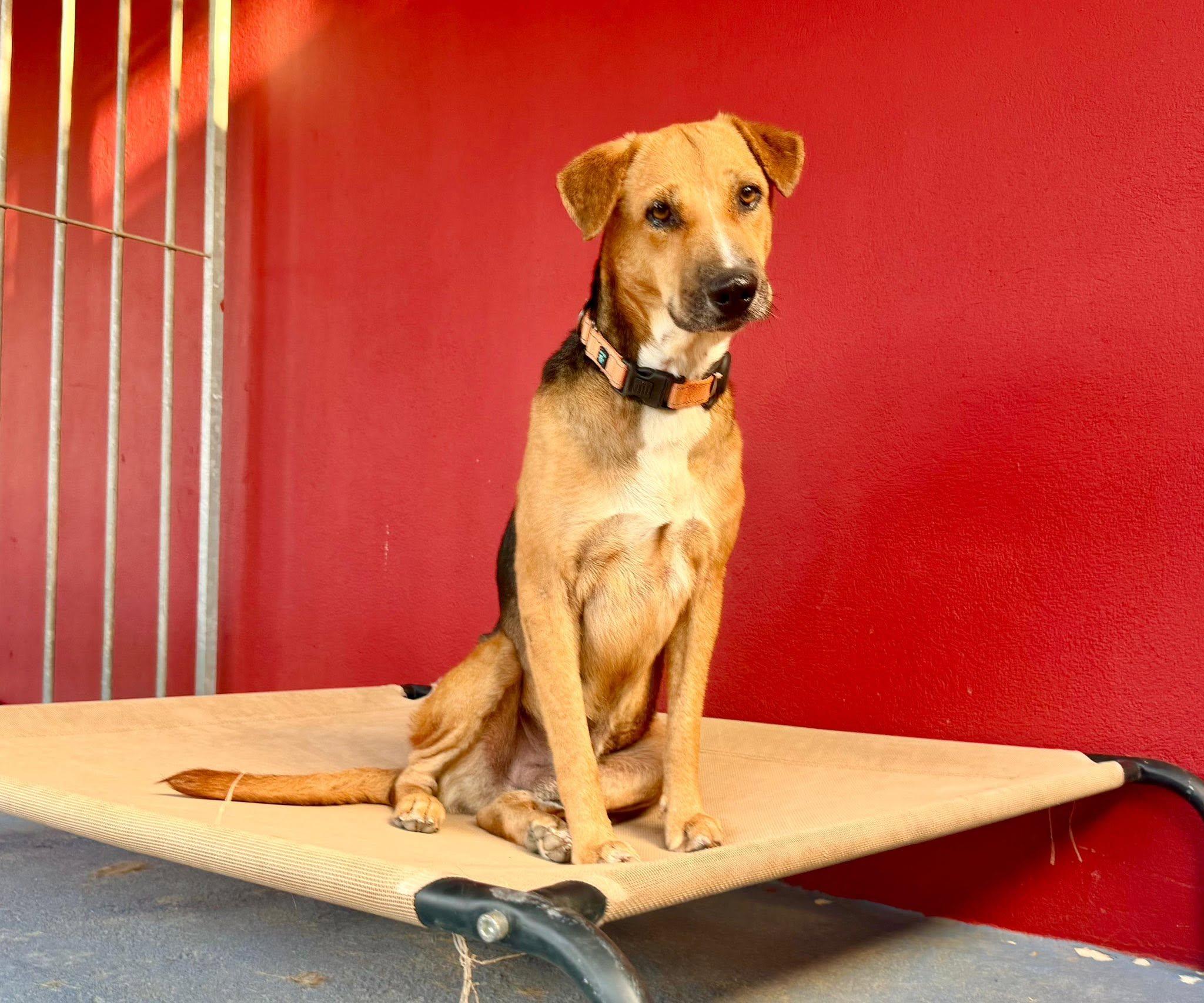 Enlarge Martino from Aruba, a Adoptable mixed breed in Elgin, IL image 1/4