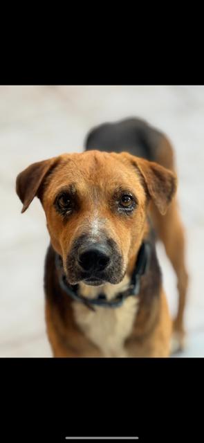 Martino, ADOPTABLE, Adult Male Shepherd.
