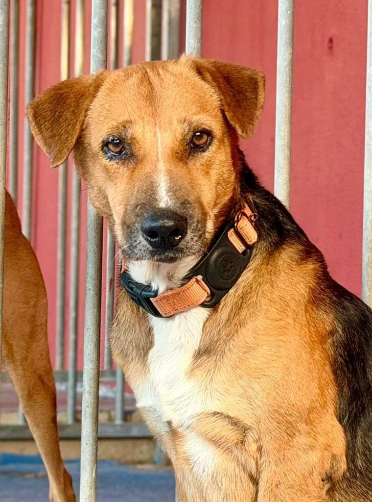Enlarge Martino from Aruba, a Adoptable mixed breed in Elgin, IL image 2/4
