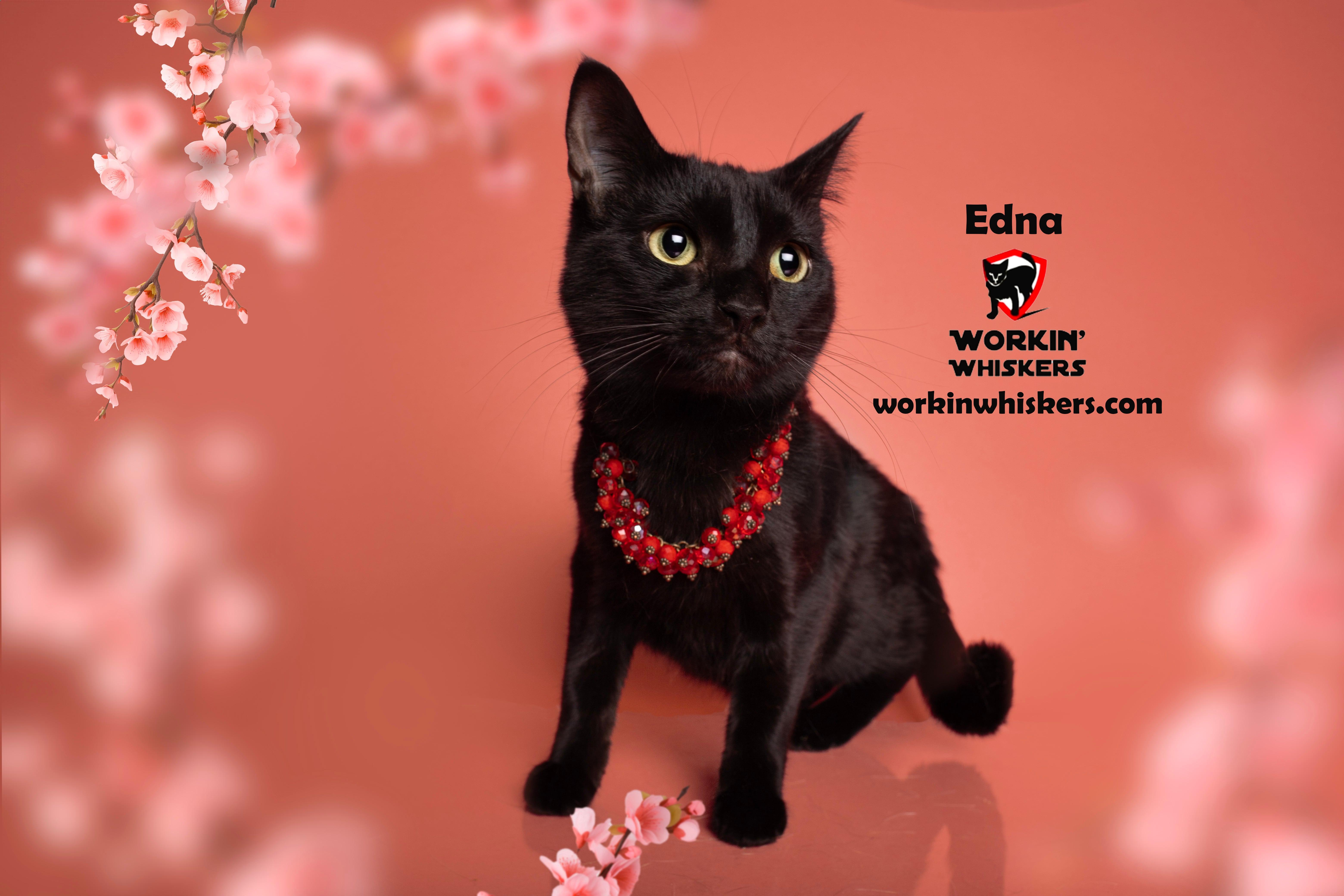 EDNA