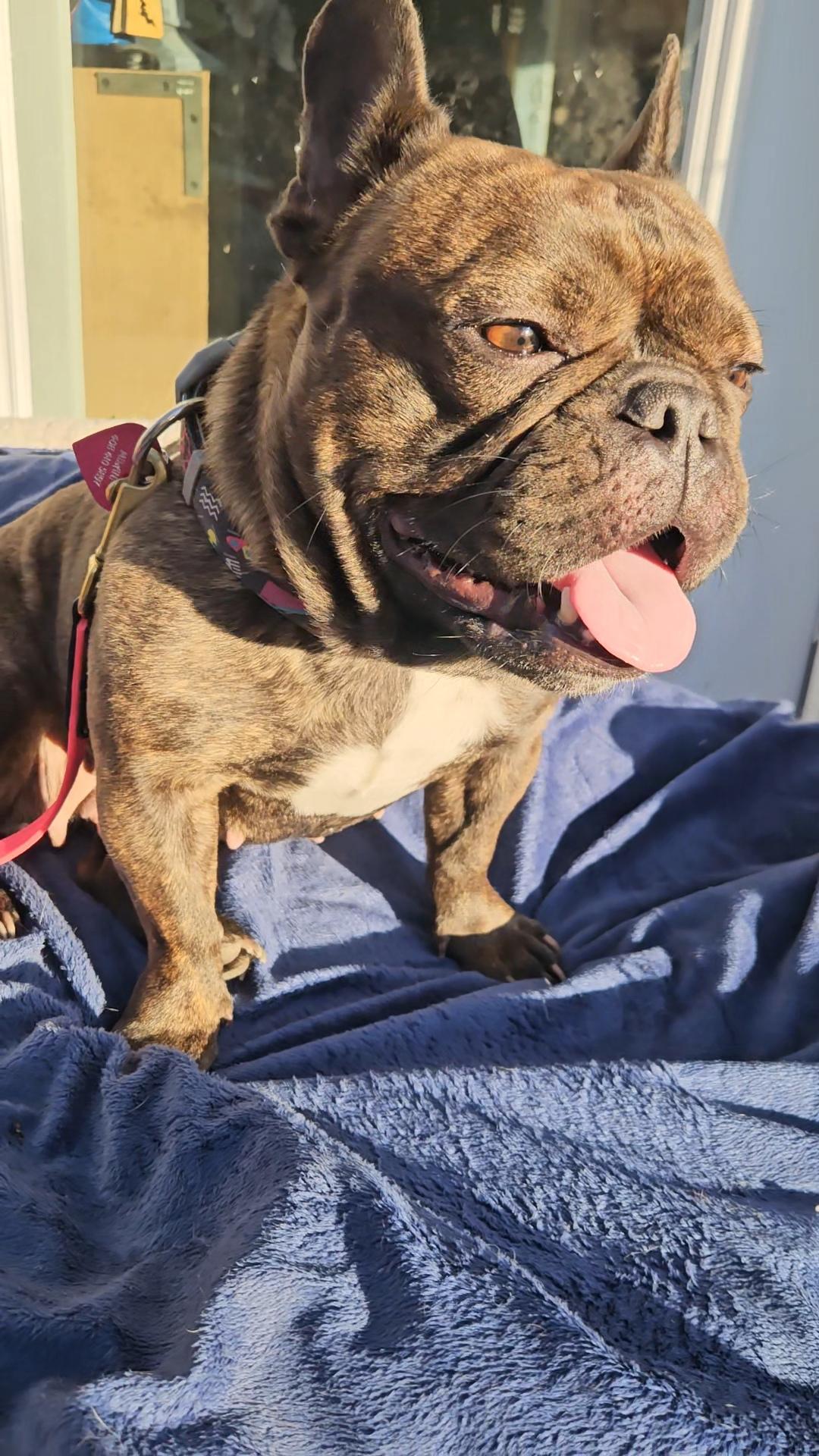 Enlarge Brandy, friends with pug, a ADOPTABLE French Bulldog in Huntington Beach, CA image 1/4