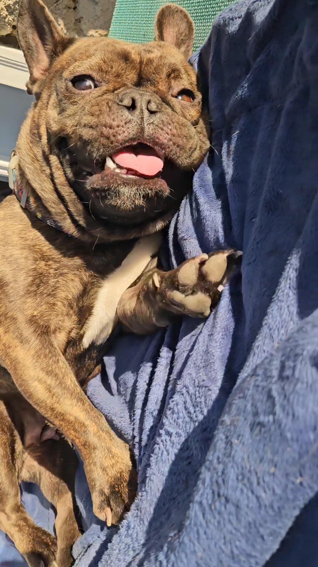 Enlarge Brandy, friends with pug, a ADOPTABLE French Bulldog in Huntington Beach, CA image 3/4