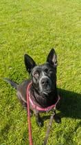 Charlotte Webb, Adoptable, Adult Female German Shepherd Dog.