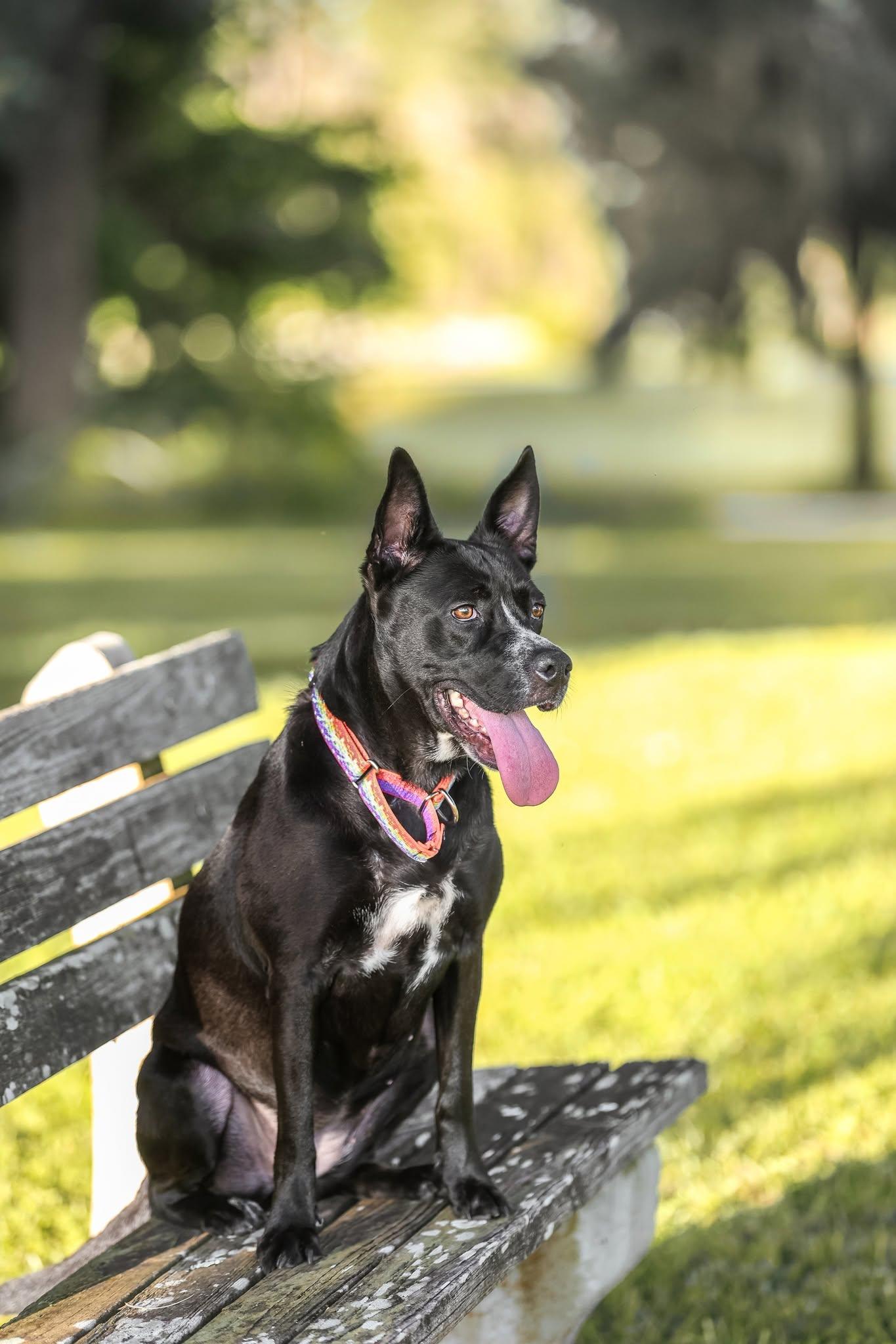 Charlotte Webb, Adoptable, Adult Female German Shepherd Dog.