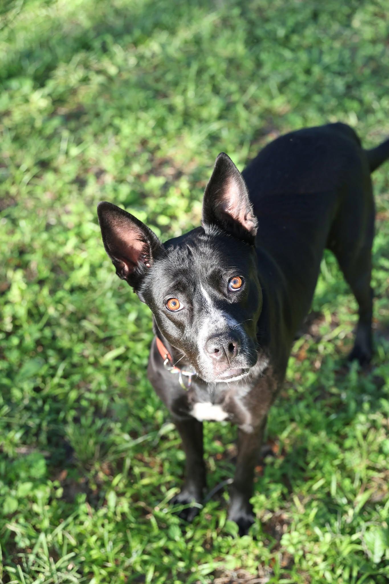 Charlotte Webb, a Adoptable German Shepherd Dog in Gainesville, FL image 2/3