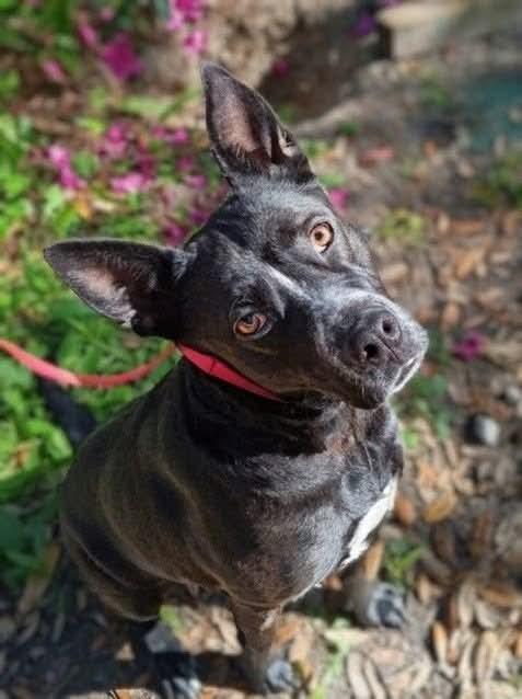 Charlotte Webb, a Adoptable German Shepherd Dog in Gainesville, FL image 2/2