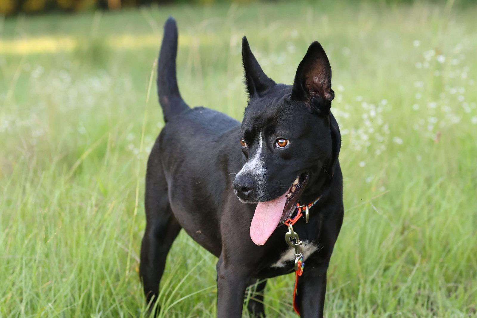 Charlotte Webb, a Adoptable German Shepherd Dog in Gainesville, FL image 3/3
