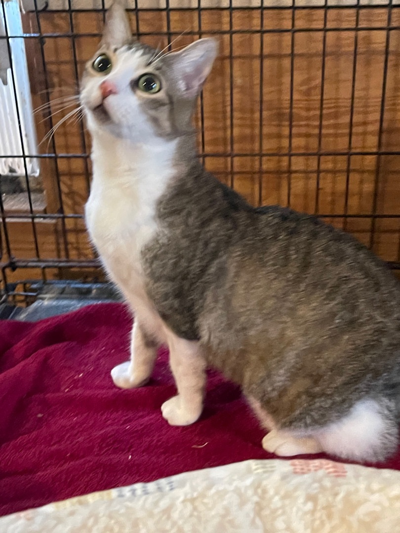 Enlarge JOLIE- a sweetie!, a Adoptable mixed breed in Waltham, MA image 1/8