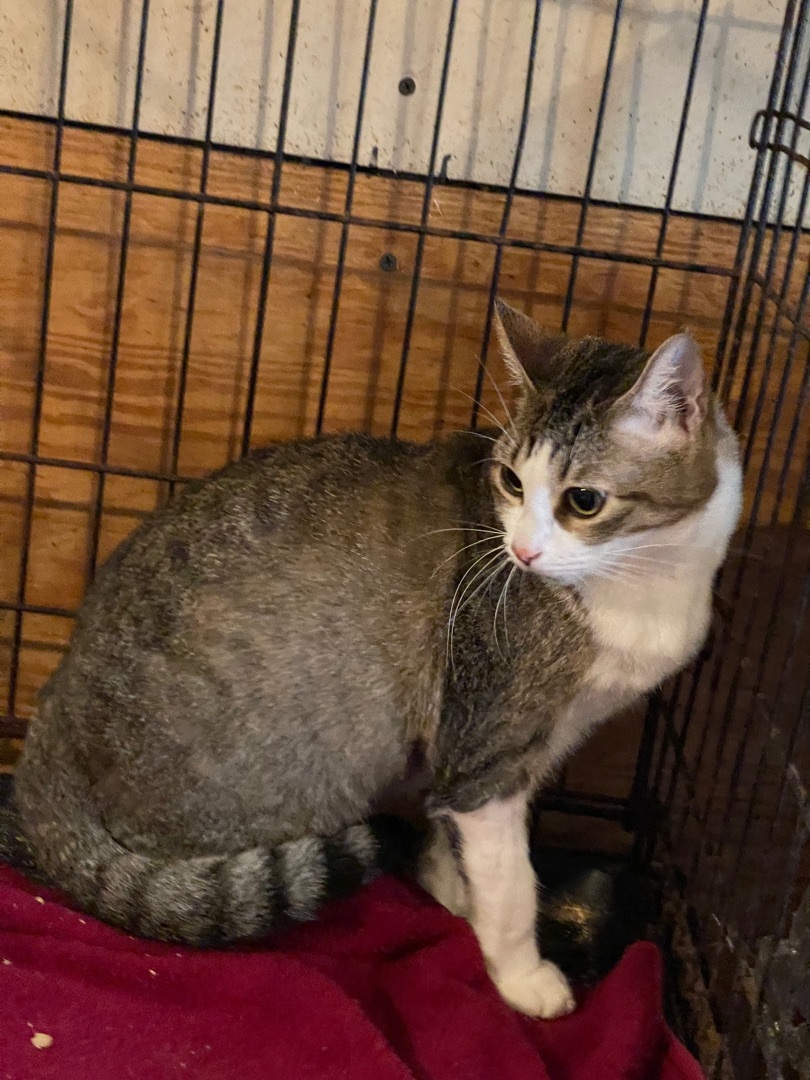 Enlarge JOLIE- a sweetie!, a Adoptable mixed breed in Waltham, MA image 2/8